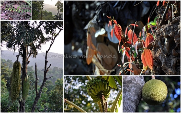 Sakleshpur Homestay, Sakleshpur Homestays