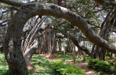 the Big Banyan Tree, Bangalore