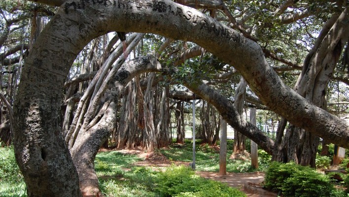 the Big Banyan Tree, Bangalore