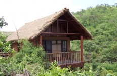 river tern, chikmagalur