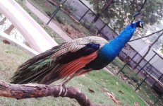 Peacock in Karanji lake, Mysore
