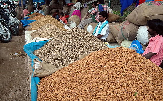 Groundnut festival in Basavangudi. Image source http://www.mangalorean.com/news.php?newstype=broadcast&broadcastid=102425 Groundnut festival in Bangalore. Image source http://www.mangalorean.com/news.php?newstype=broadcast&broadcastid=102425