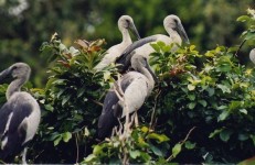 Open billed Stork at the Rangantittu bird sanctuary. Photographer Dinesh Kannambadi