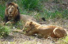 Karnataka Tourism, Lions at Bannerghatta National Park. Photographer Ashwin Kumar