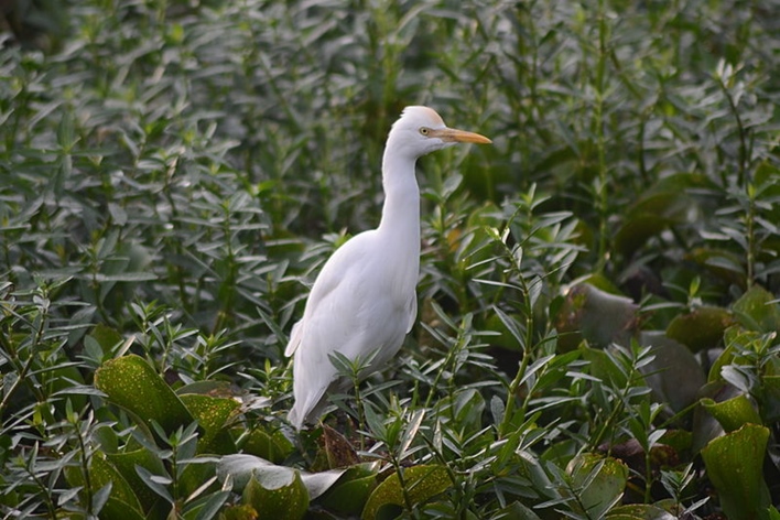 Madiwala_lake_bird Madiwala Lake