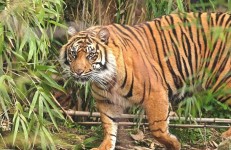 Wildlife Documentary In Karnataka, Tiger spotted at Someshwara Wildlife Sanctuary. Image source sanctuariesindia.com