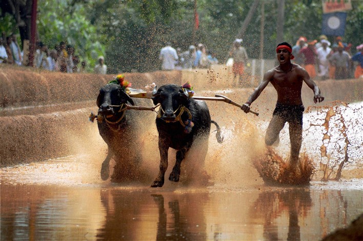 Buffalo Race in Mangaluru Buffalo Race in Mangaluru