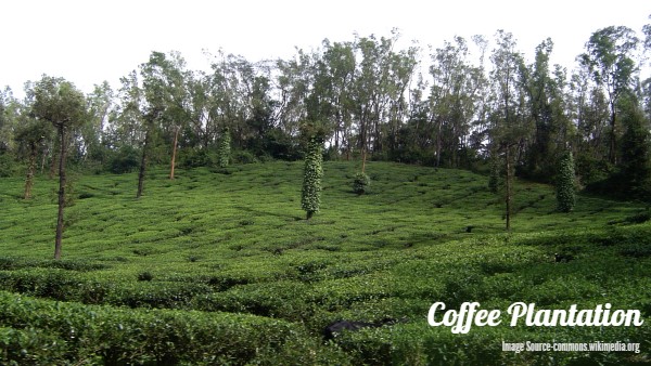 Coffee Plantation in Chikmagalur Coffee Plantation in Chikmagalur