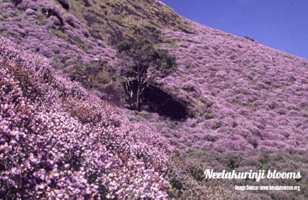 neelakurinji blooms in chikmagalur neelakurinji blooms in chikmagalur