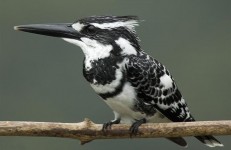Pied Kingfisher (Ceryle Rudis). Photographer Rakesh Dhareshwar