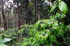 near Coorg, Silver Brook coffee planation, Coorg
