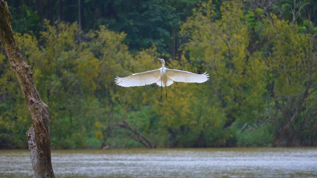 An egret at Mandagadde Bird Sanctuary