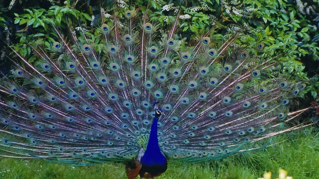 Bankapura Peacock Sanctuary.