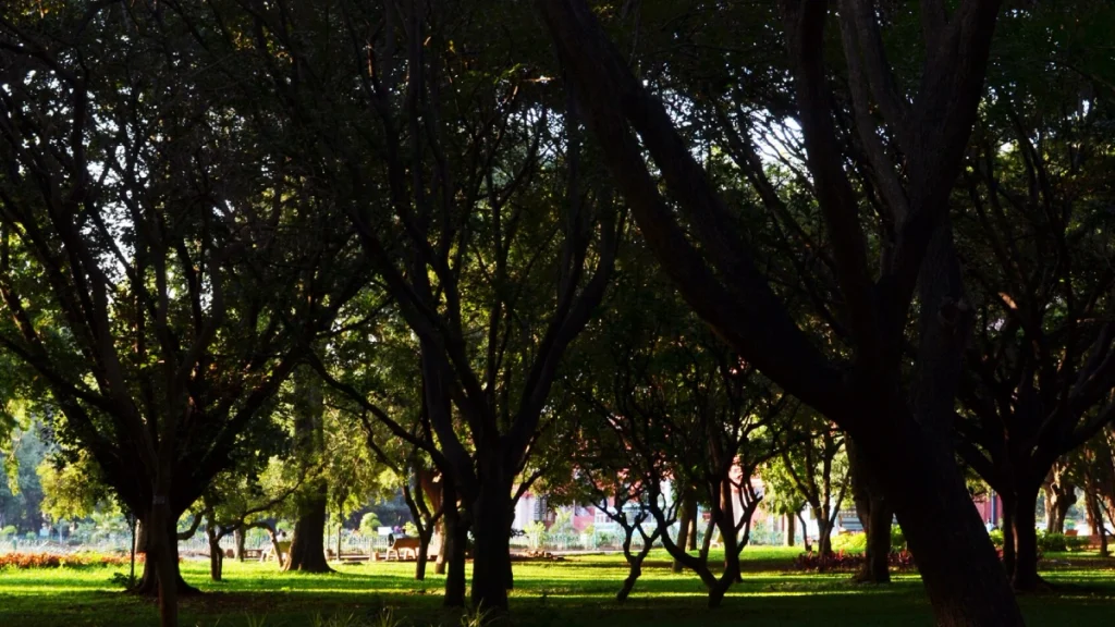 Cubbon Park, Bangalore