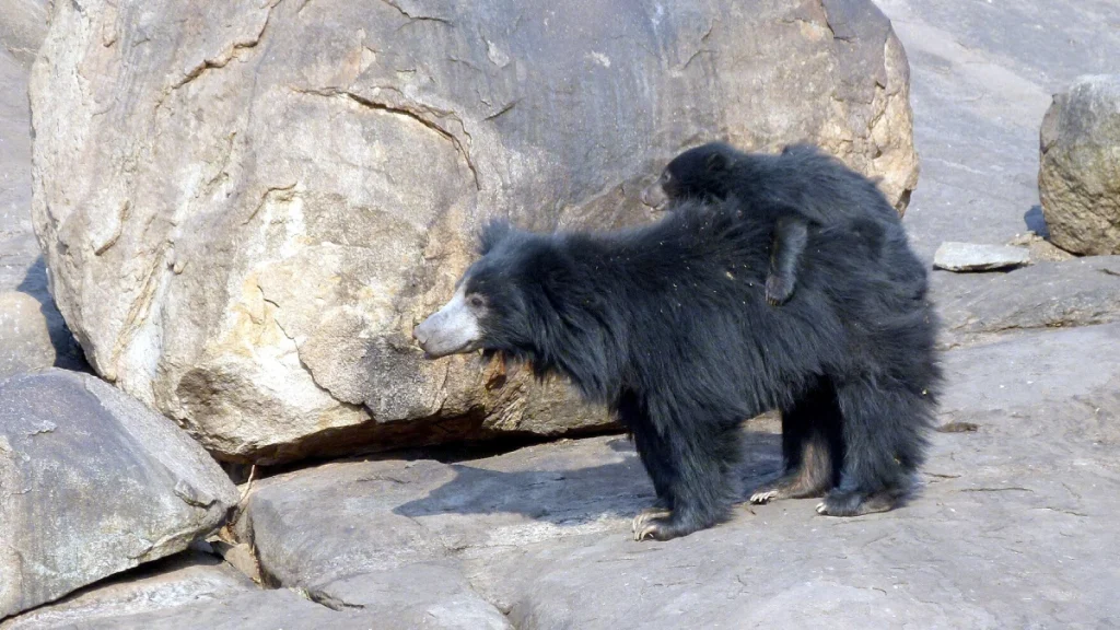Daroji-Sloth-Bear-Sanctuary-1 Daroji Sloth Bear Sanctuary