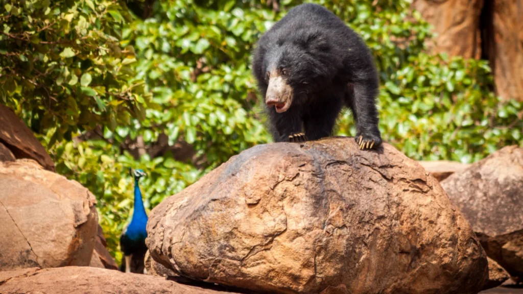 Daroji-Sloth-Bear-Sanctuary Daroji Sloth Bear Sanctuary
