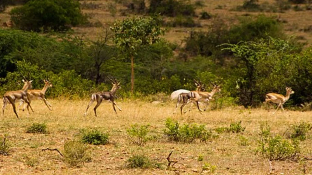 Blackbucks-at-Jayamangali-Blackbuck-Reserve Blackbucks at Jayamangali Blackbuck Reserve