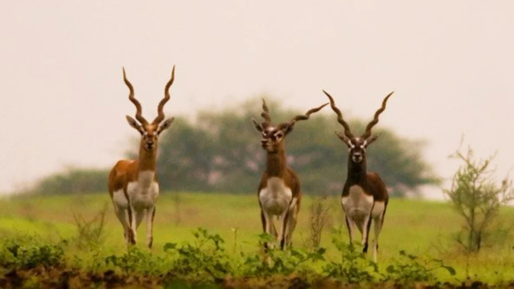 Blackbucks at Ranebennur Sanctuary