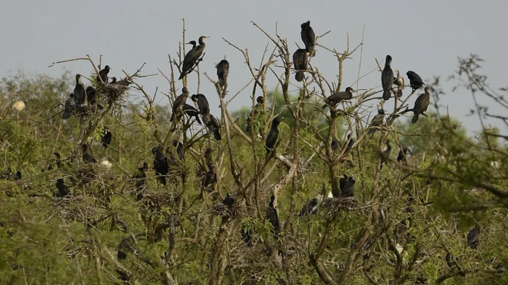 Cormorants-at-gudavi-bird-sancturay Cormorants at gudavi bird sancturay.