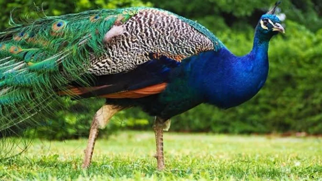 Deva-Raya-Wildlife-Sanctuary