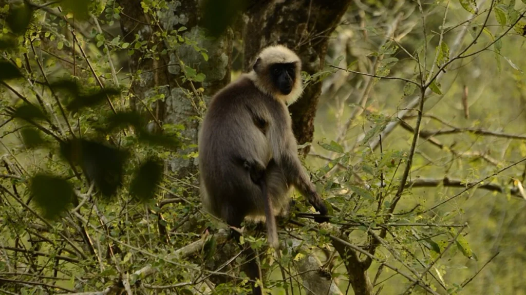 Southern-plains-gray-langur-Semnopithecus-dussumieri-at-Gudavi-Birds-Sanctuary Gudavi Bird Sanctuary