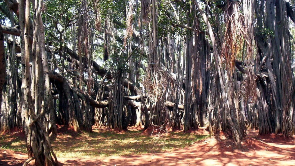The Big Banyan Tree, Bangalore