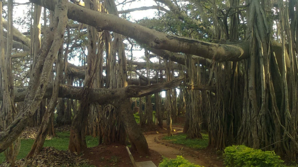 The Big Banyan Tree, Bangalore