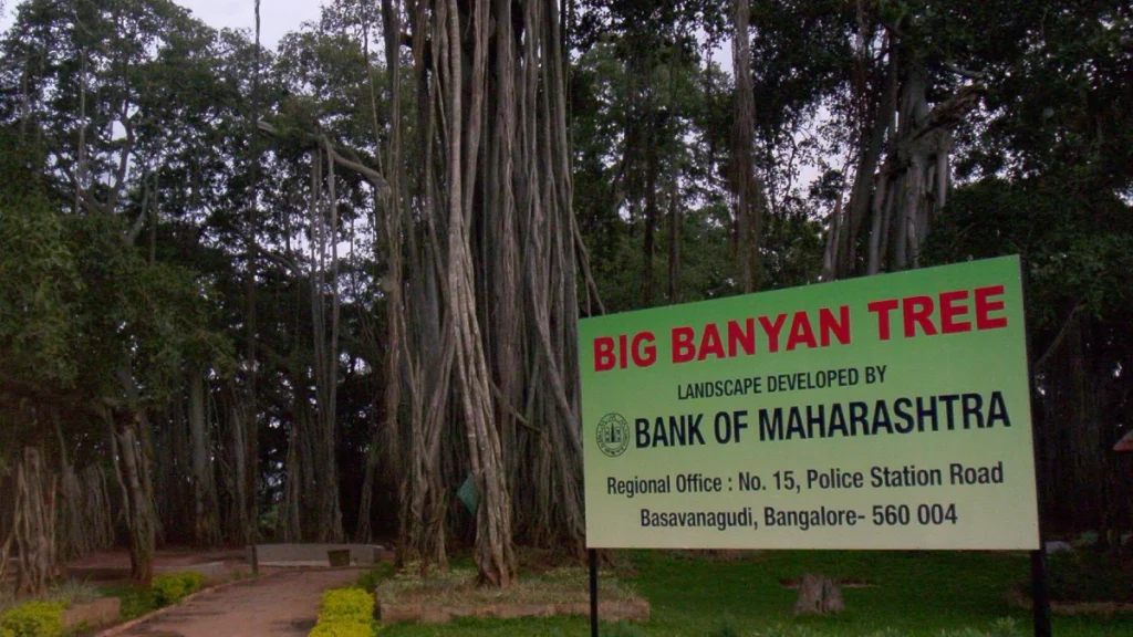 The Big Banyan Tree, Bangalore
