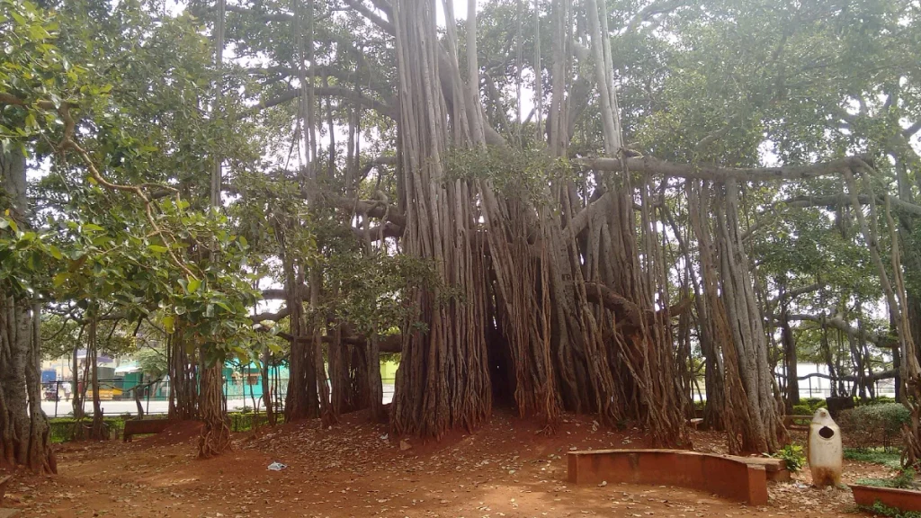 The Big Banyan Tree, Bangalore