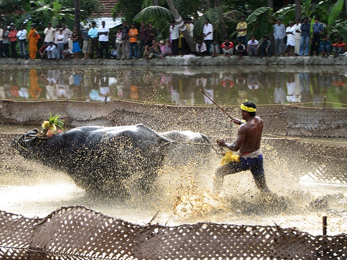 Kambala