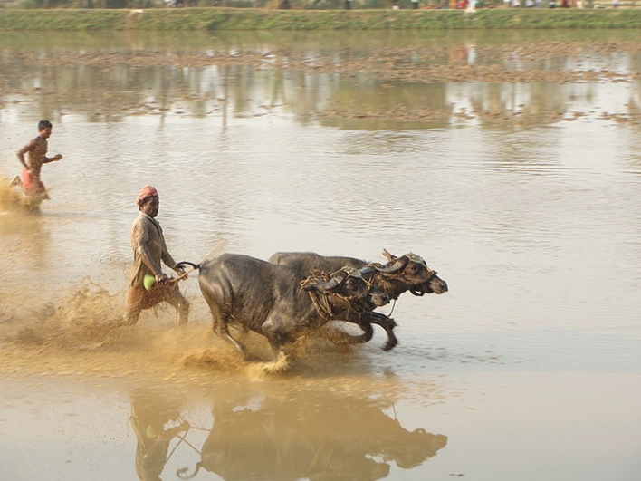 Kambala
