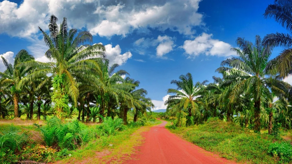 Coconut-Plantation