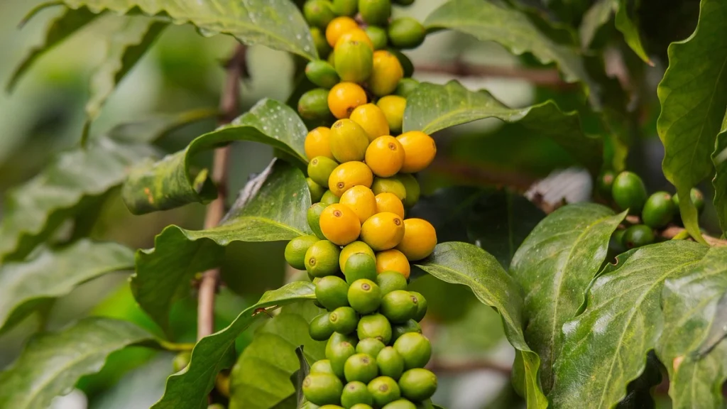 Coffee-Plantation