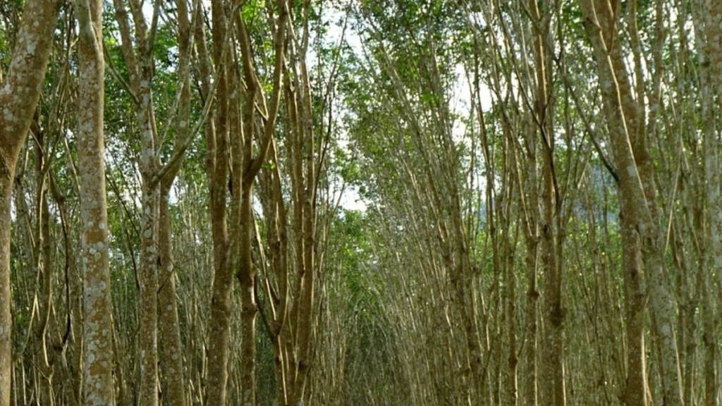Rubber-Plantation Coconut Plantation
