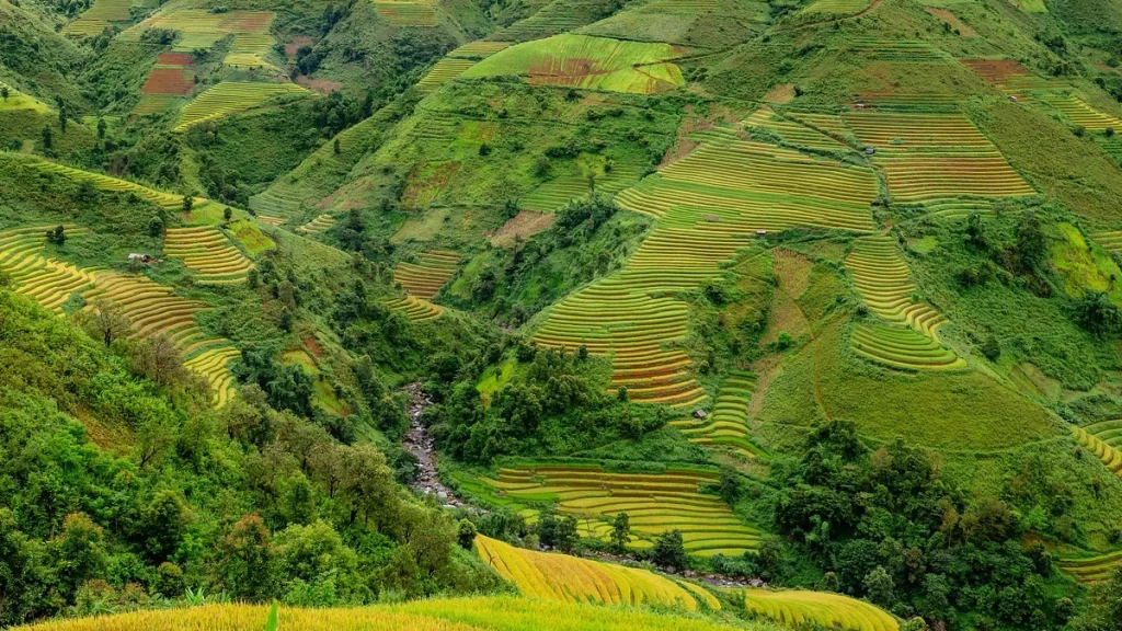 Tea-Plantation
