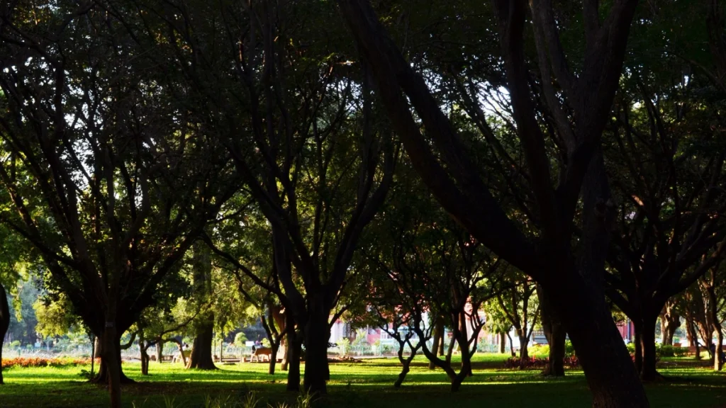 Cubbon-Park-Bangalore Cubbon Park, Bangalore