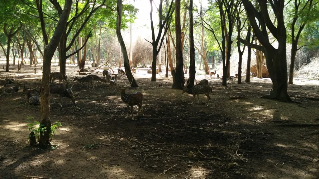 Deer-Park-near-Namada-Chilume Deer Park near Namada Chilume.