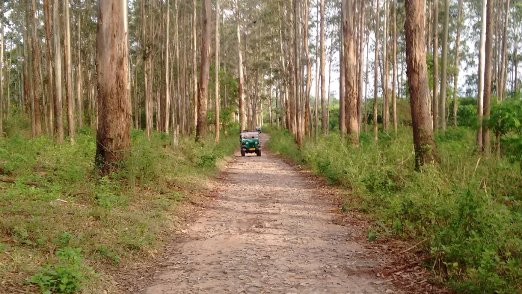 Jeep-Jungle-Safari Jeep Jungle Safari