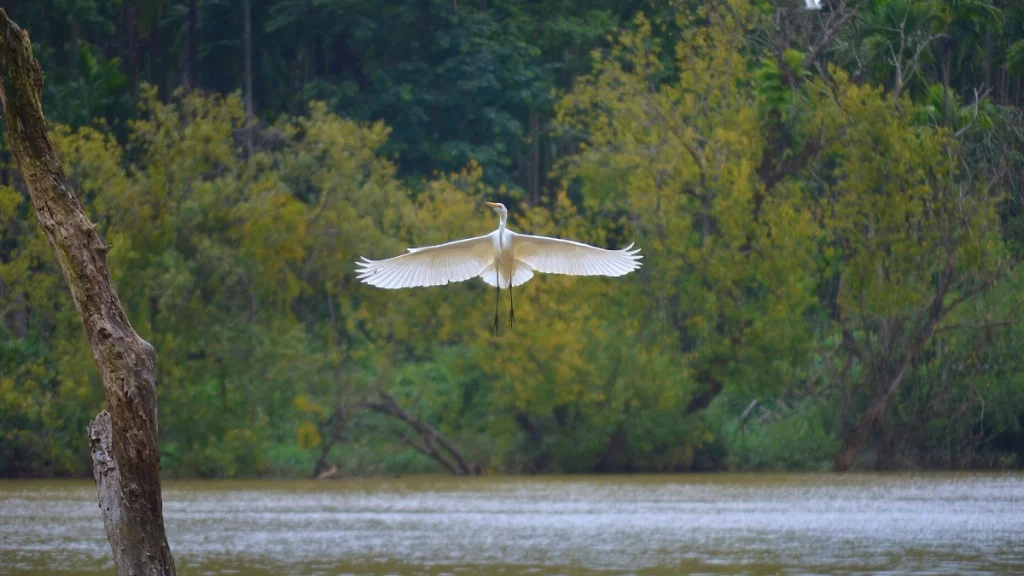 An egret at Mandagadde Bird Sanctuary 