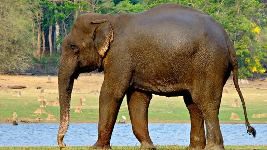 Gateway to Nagarhole