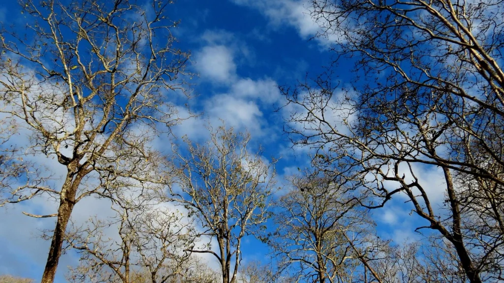 Kabini  Forest