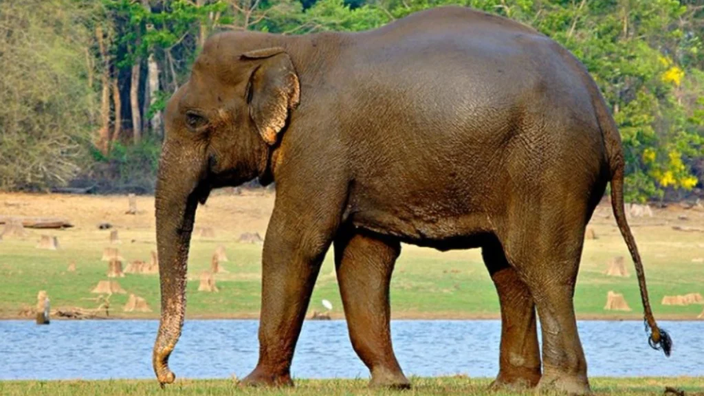 Nagarhole National Park Elephant
