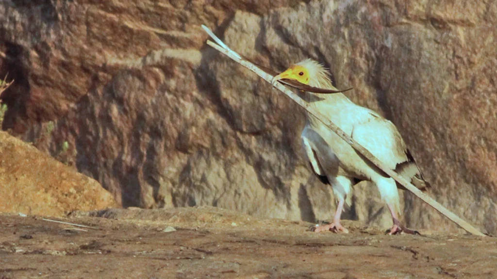 Egyptian vulture collecting nesting material.