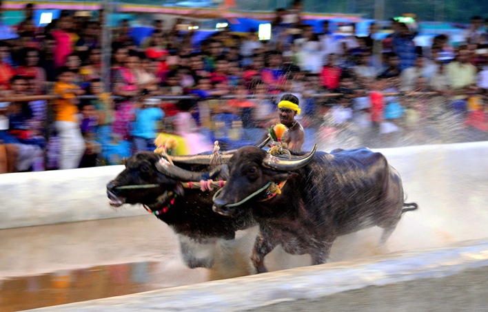 Kambala