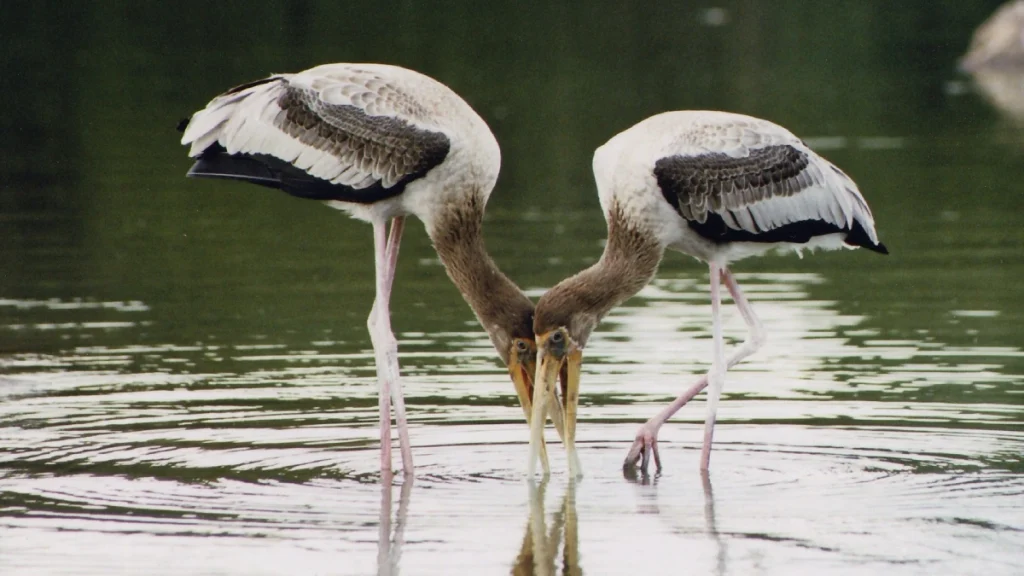 Painted Stork pair at Ranganathittu bird sanctuary