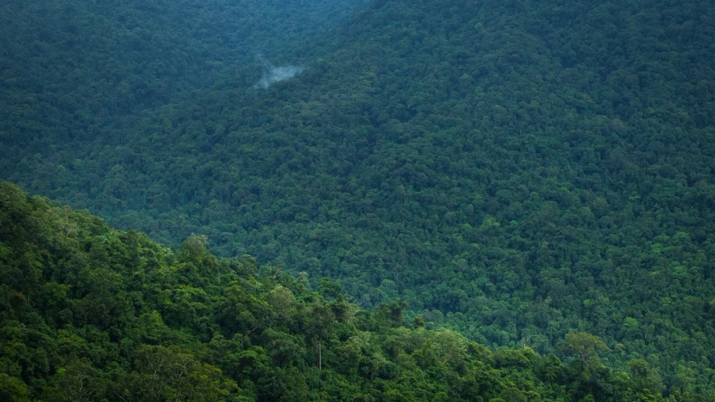 Tropical-dense-forests-of-Bisle-Ghat Tropical dense forests of Bisle Ghat