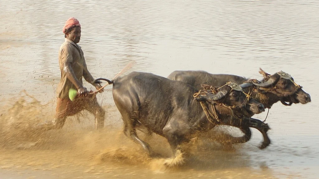 Kambala