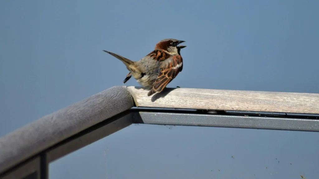 Bird-Rescuer-In-Bangalore Bird Rescuer In Bangalore