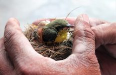 Bird Rescuer in Bangalore