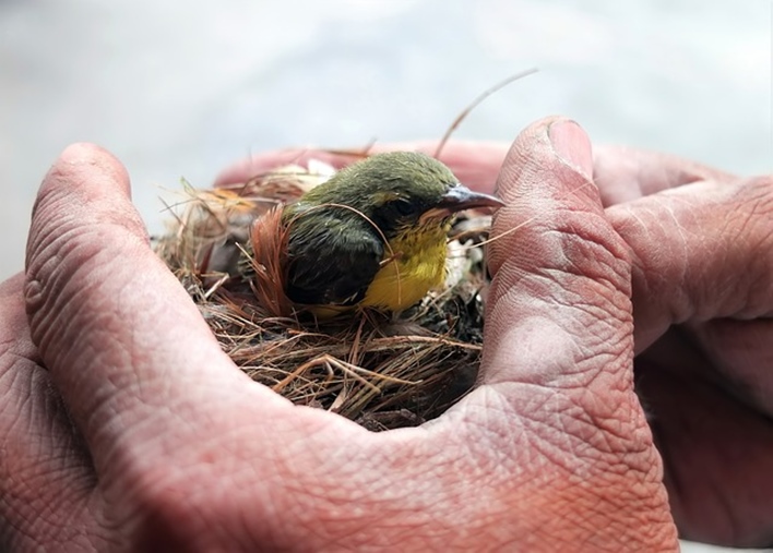 Bird Rescuer in Bangalore